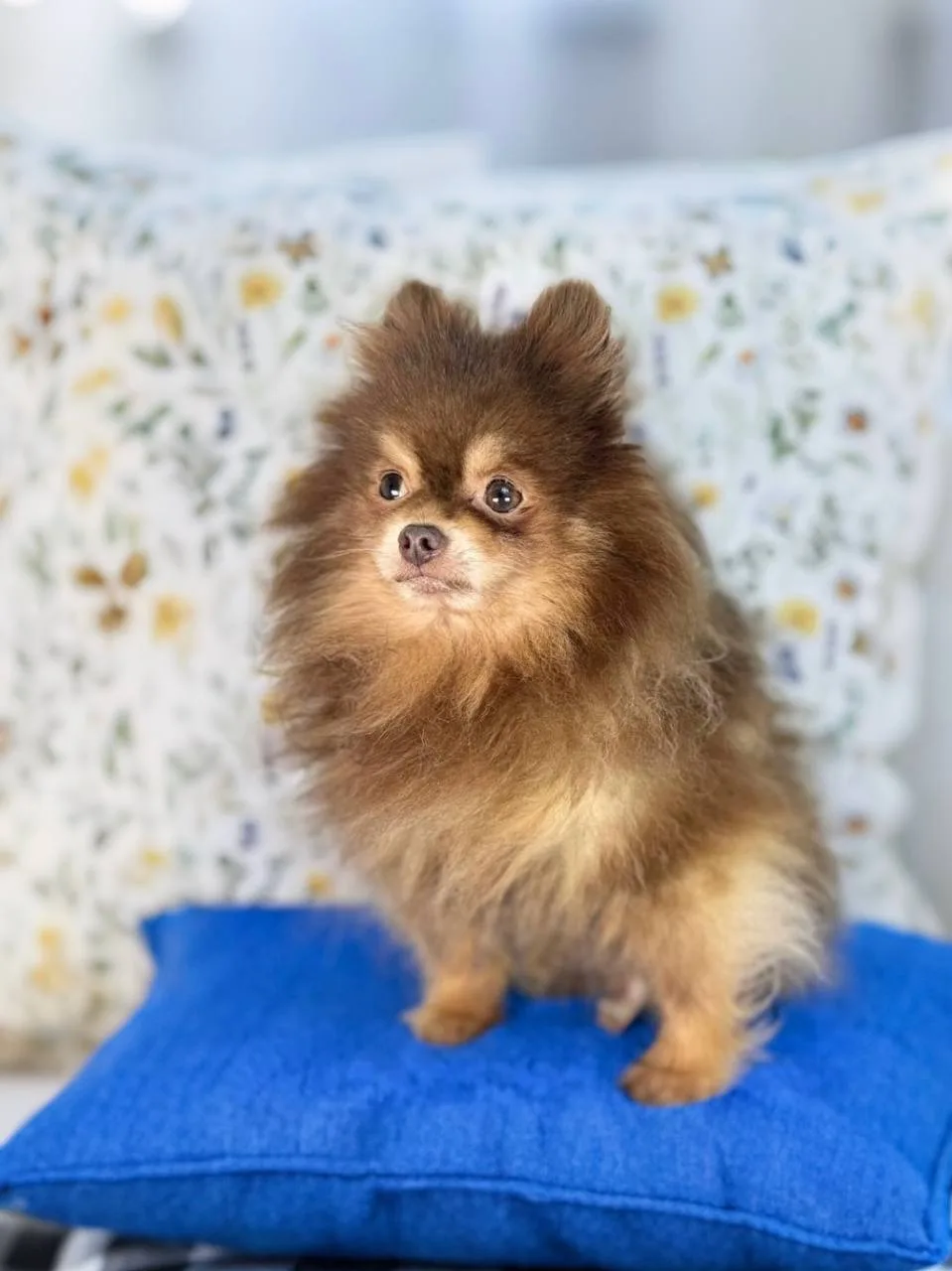 Ищет дом спокойный и мудрый Кулик, приезжайте в Домик Мелкашей! 🐶✨  Москва и МО  Меня зовут Кулик 🐾,