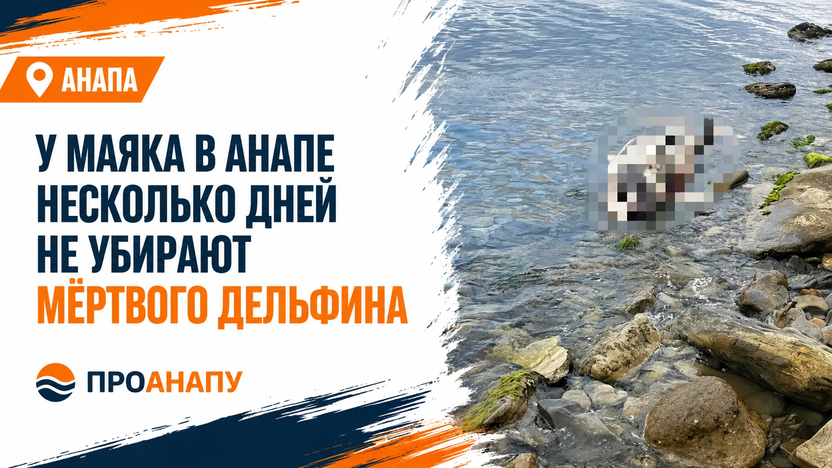 У маяка в Анапе несколько дней не убирают мёртвого дельфина