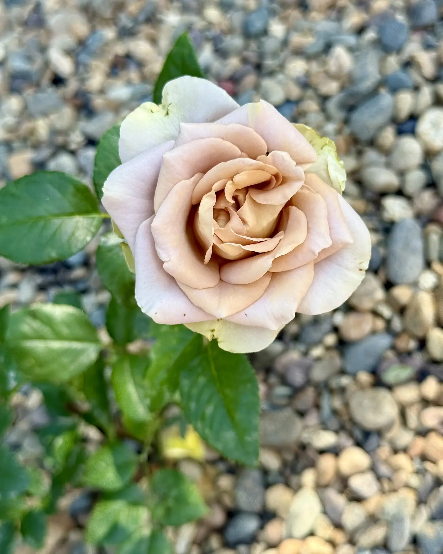 Какая красота в этом году у меня во дворе 😍
Это только часть растений, на следующий год вообще не п