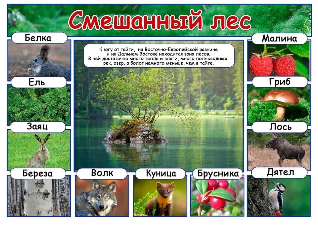 Плакаты: природные зоны   Карточки для скачивания прикрепили выше 👆
