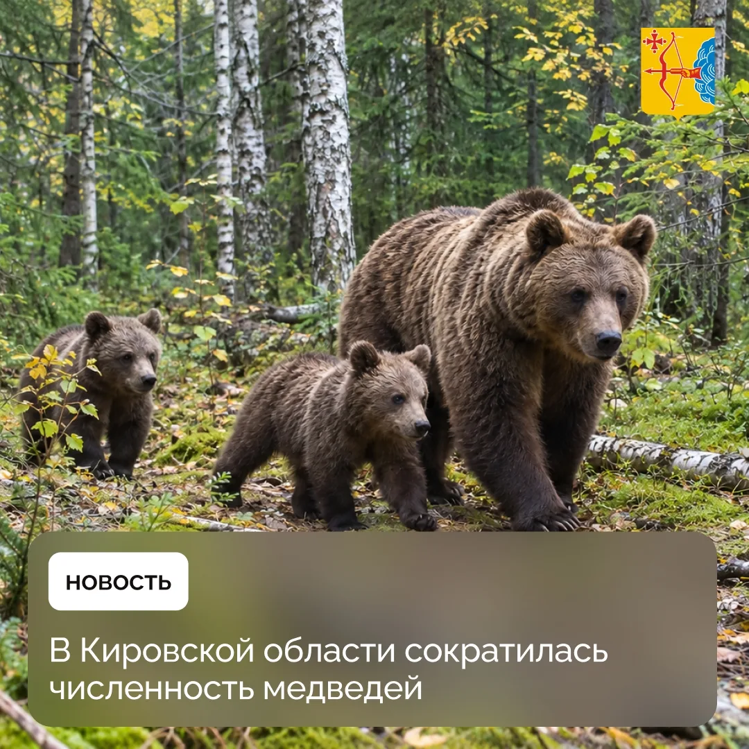 В Кировской области сократилась численность медведей. Об этом сообщают в министерстве о...