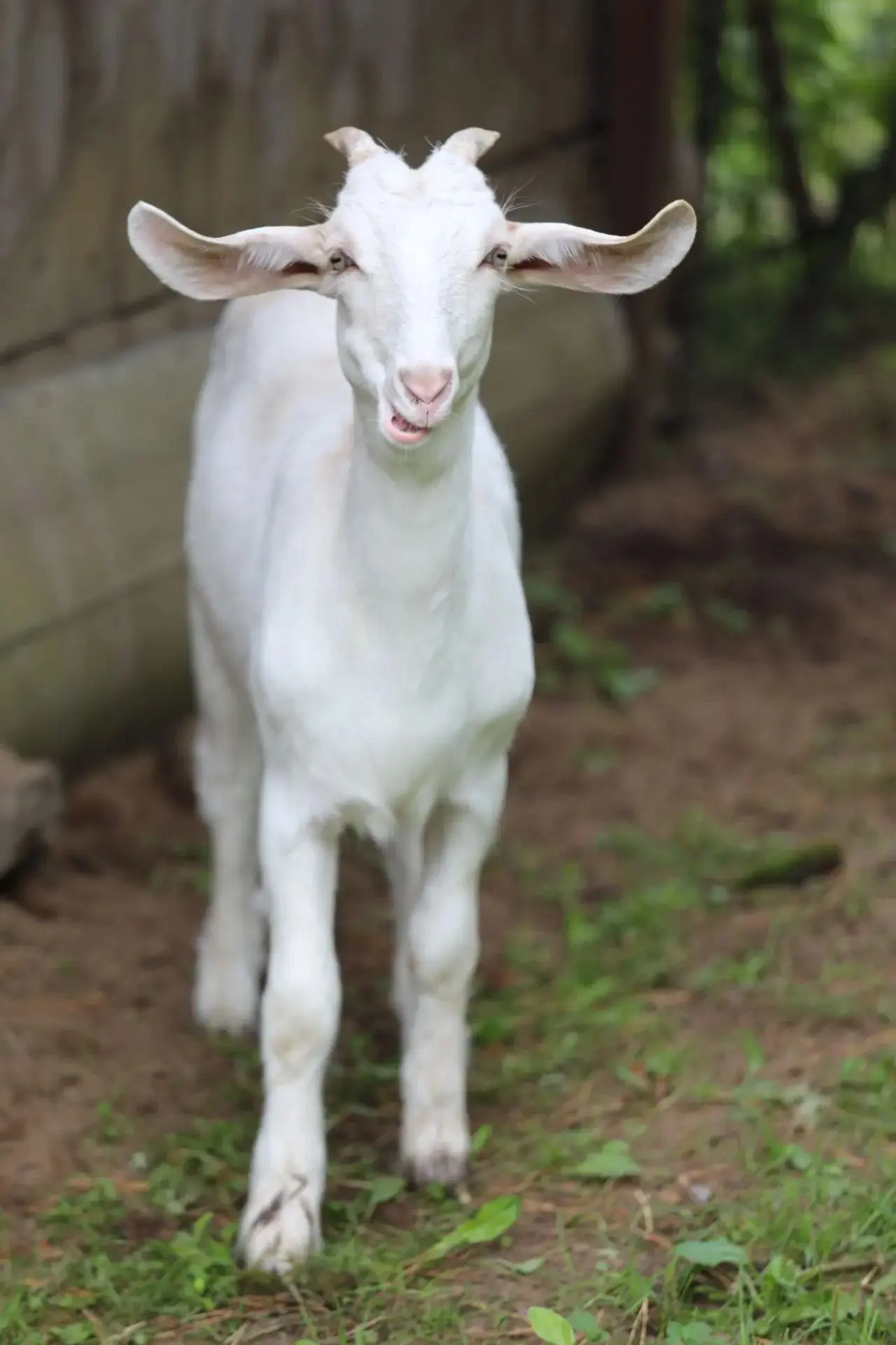 Население Центра социальной реабилитации увеличилось на три души🐐