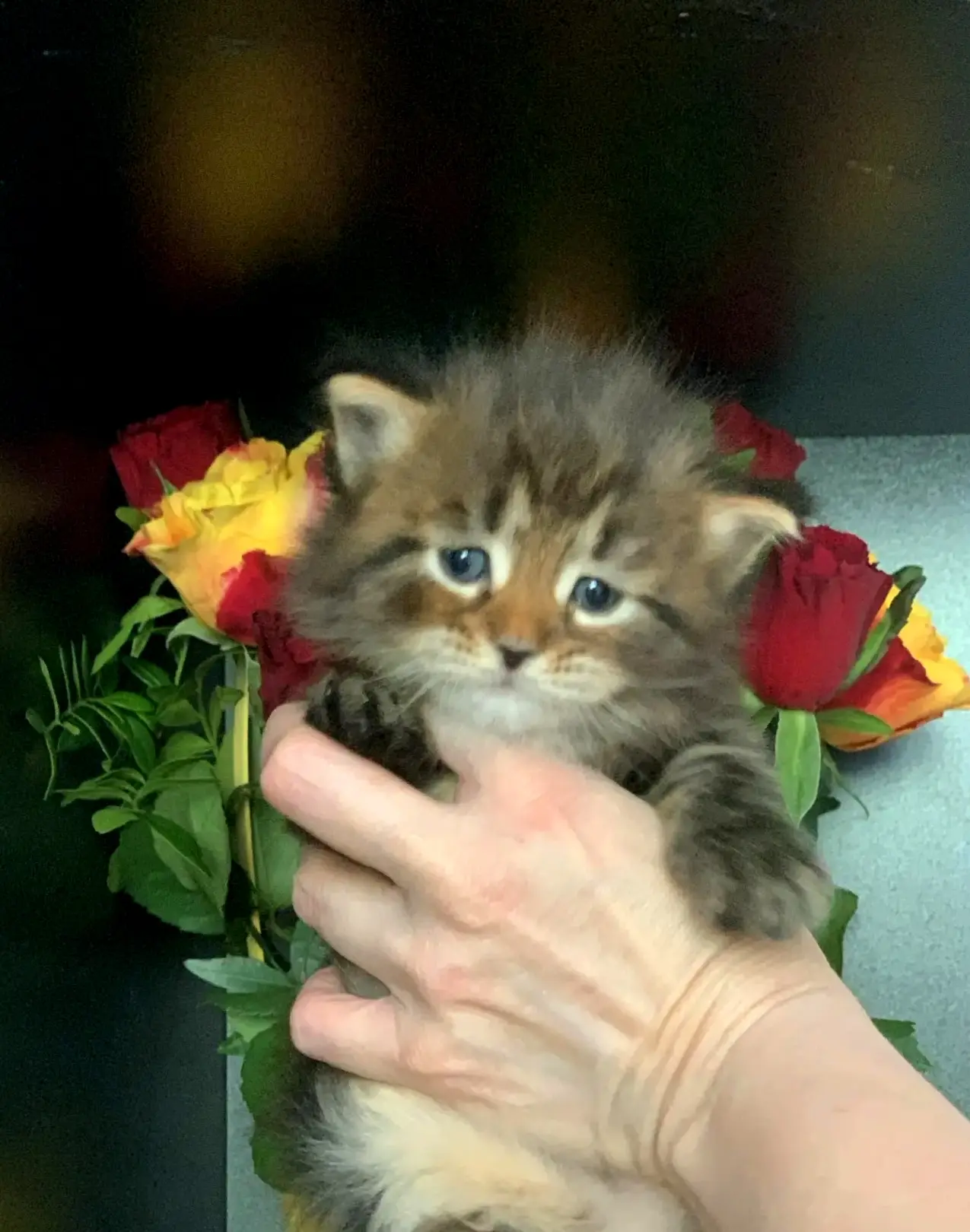 Сегодня, 10 мая, уже исполняется 1 месяц помету "I" , а, я, даже о них и не писала 🤦‍♀️