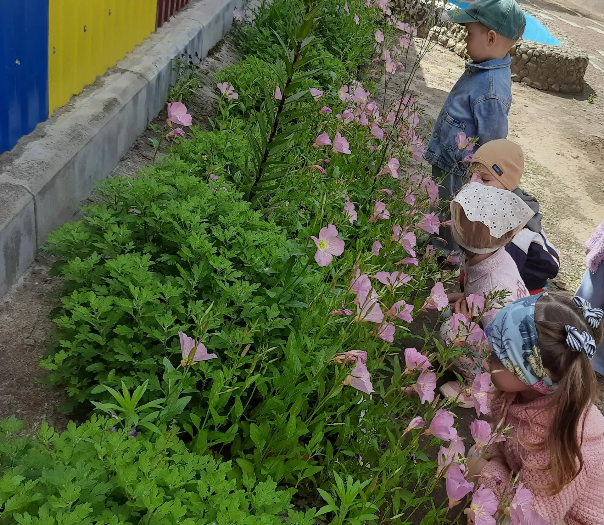 В МБДОУ д/с №8 группа "Мотылёк" на прогулке наблюдала за цветами.🌷🌼
Цель: сформировать у детей эле