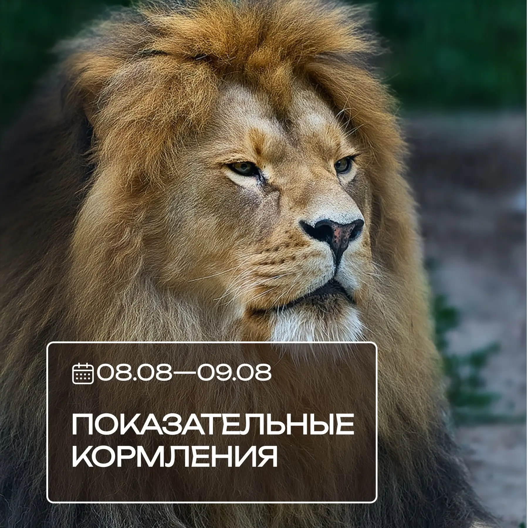Друзья, приглашаем вас на показательные кормления в эти выходные! 🍎