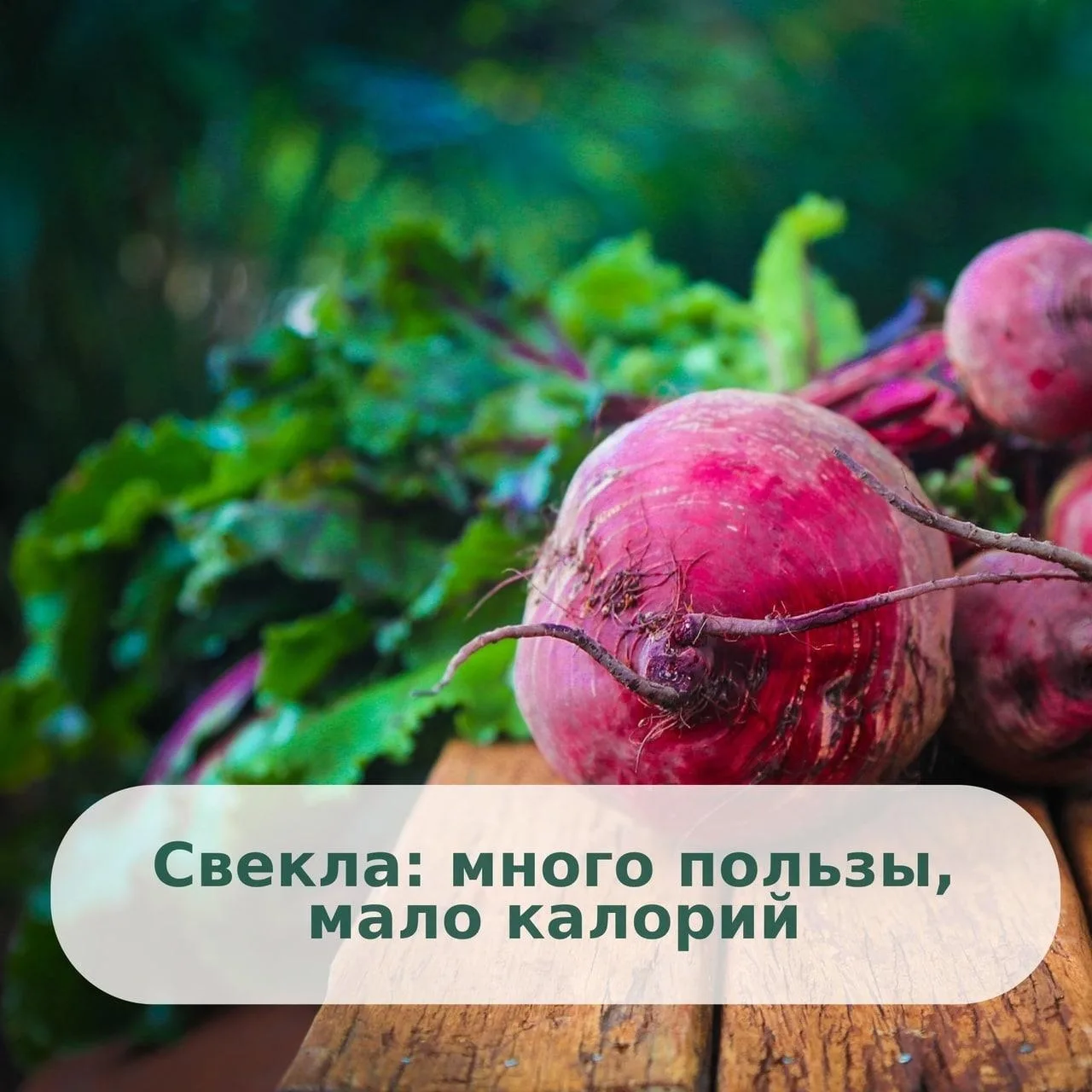 Свекла – неотъемлемая часть нашей кухни и культуры. Полезные свойства свеклы делают ее ...