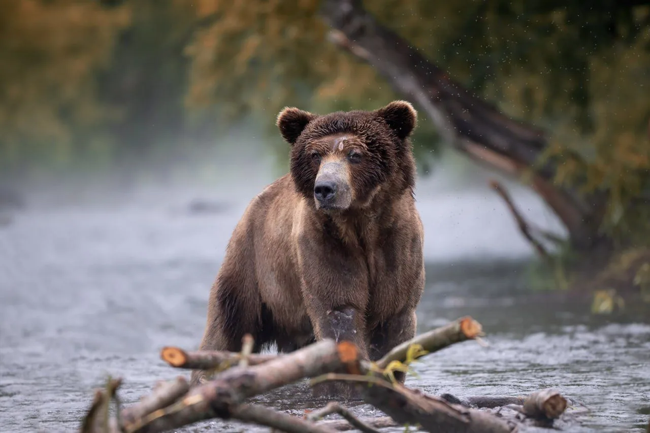🐻 Суровый хозяин рек, озёр и лесов