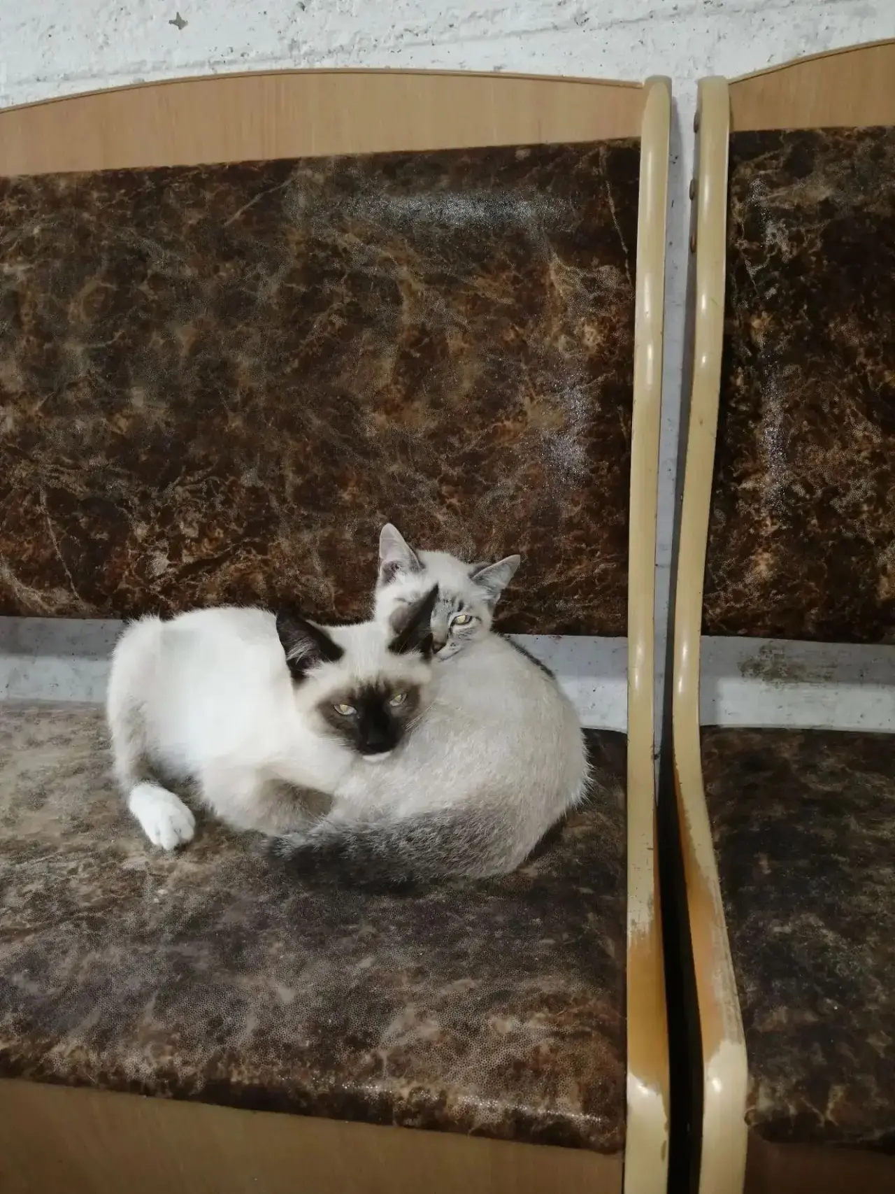 Ольга!Выстави,пожалуйста!Краснотурьинск! 2 прелестных котенка братика, красивые, как зв...