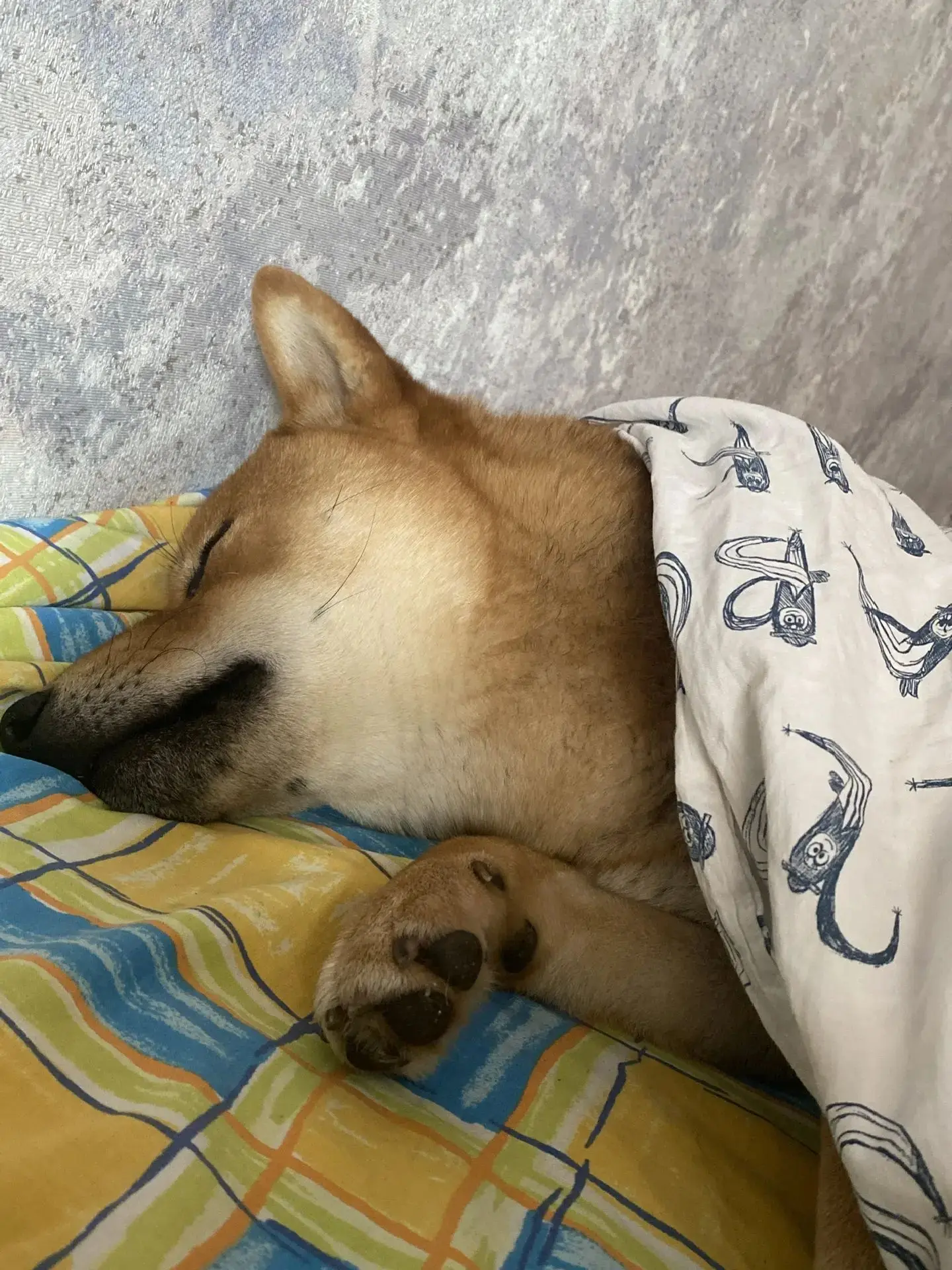 Вечерний сон с симбой💤💤🫶