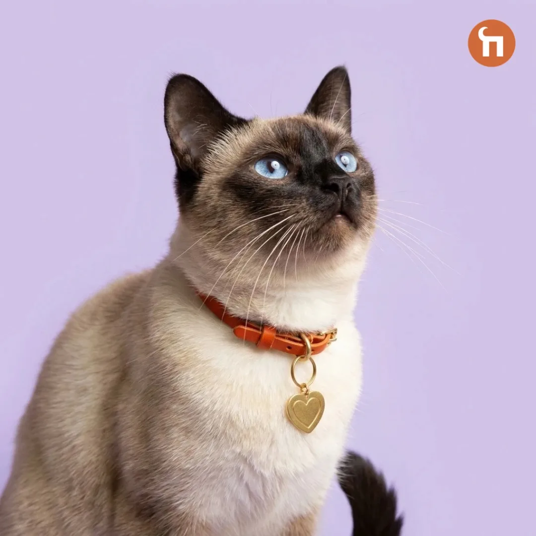🐱8 июня — Всемирный день петербургских котов и кошек!