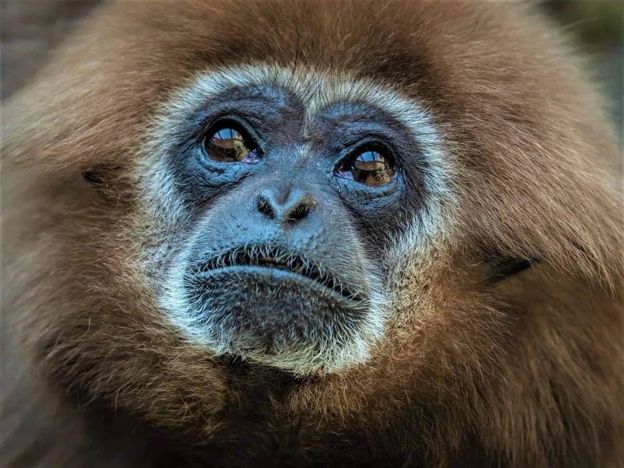 🐒 Белорукий гиббон Харви из «Роева ручья» отметил 45-летие