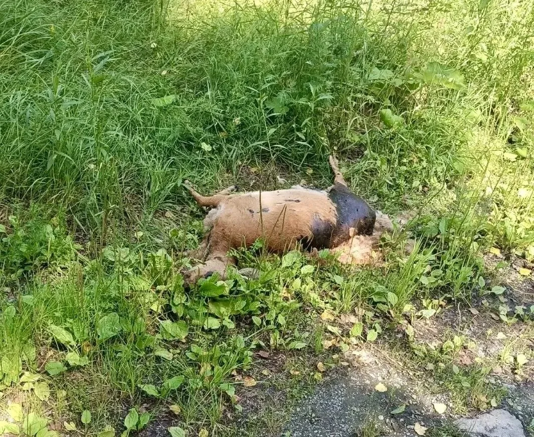 18+. Около татышского КПП уже несколько дней лежит мёртвая косуля, которая начала разла...