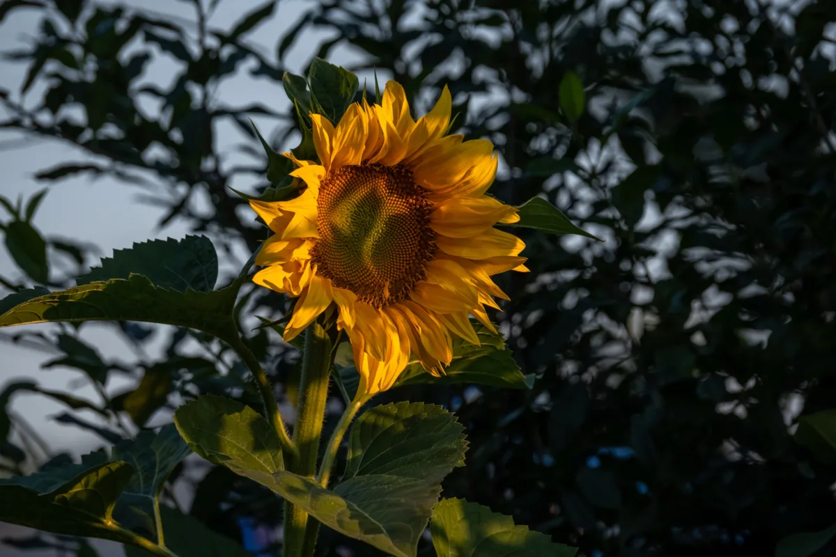 🌻 Лето в одном кадре

Солнечный подсолнух ловит последние лучи и напоминает: даже среди обычного 