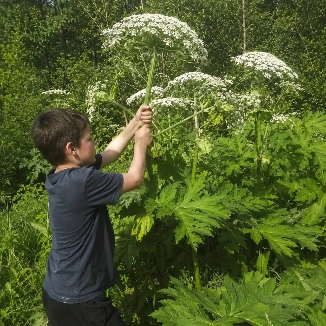 🌿 Уважаемые родители! Поговорите с детьми о борщевике

Борщевик Сосновского — опасное растение, кот