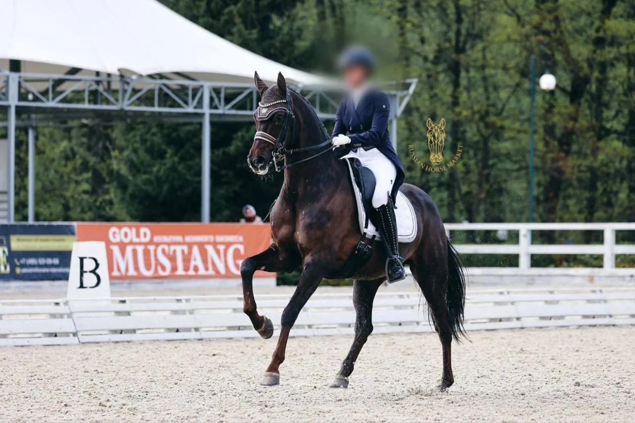 Мерин, KWPN
Johnson x Dimaggio
2013 г.р., рост 167 см

— Победитель и призёр всероссийских соревнова