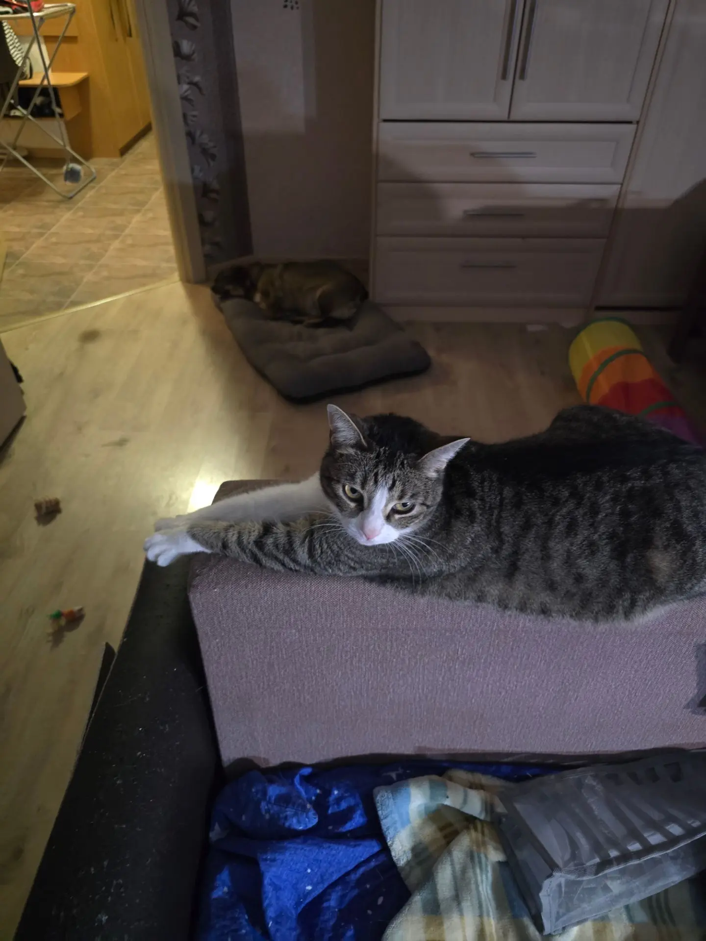 Пришла Гоша с прогулки..выскочила кошь в коридор..мяууу на весь коридор раздалось..и в ...