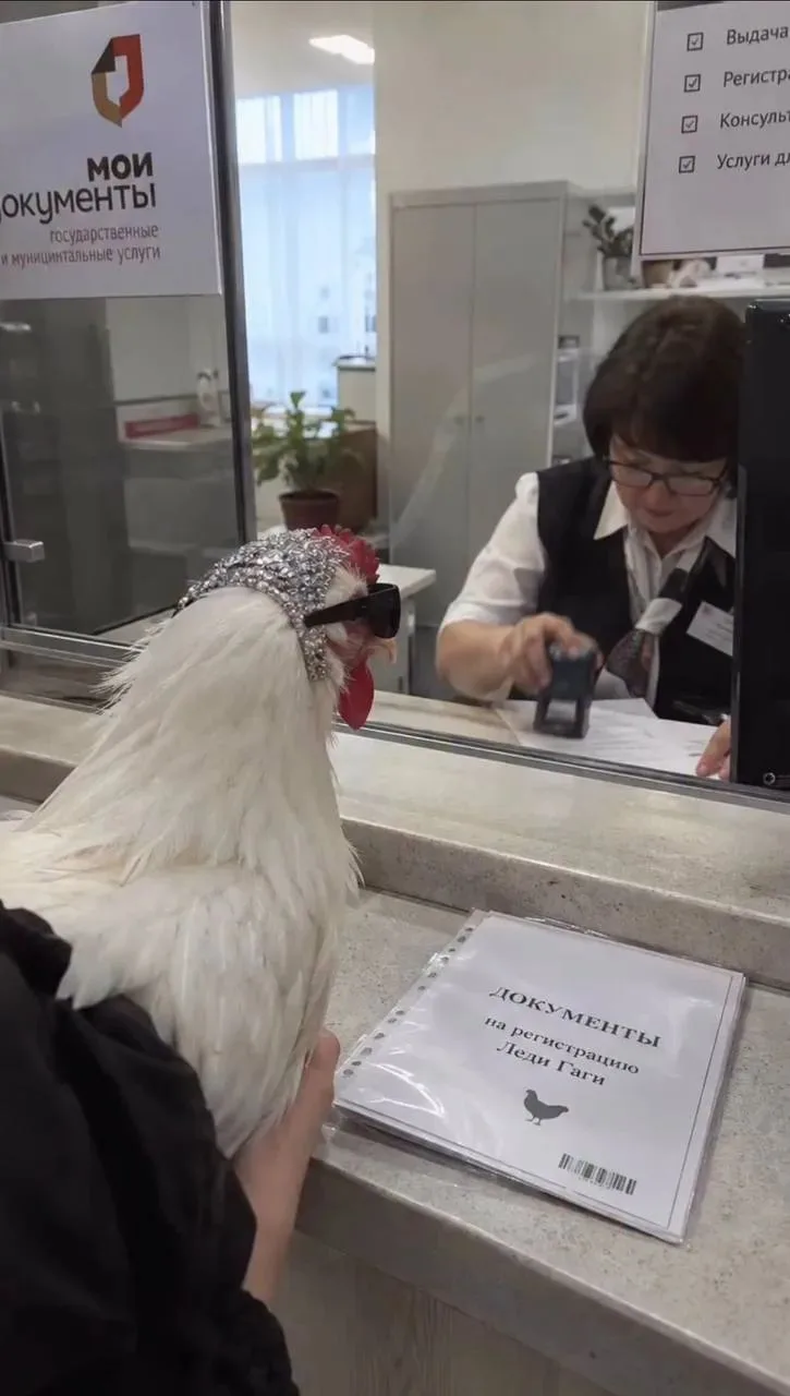 🐓 Россияне понесли кур в МФЦ из-за новых правил учёта домашней птицы