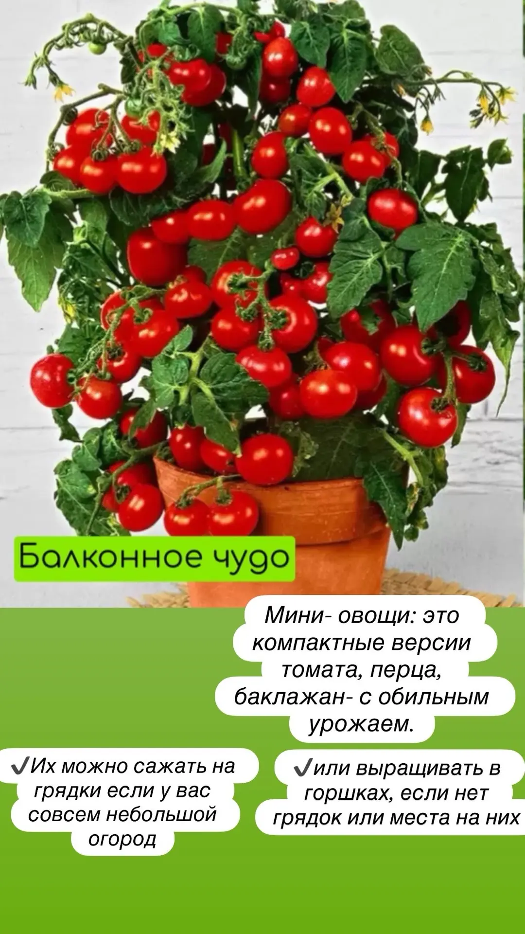 Огород в горшках! ⠀ Если нет места для огорода, закончилось место на грядках или хотите добавить ово