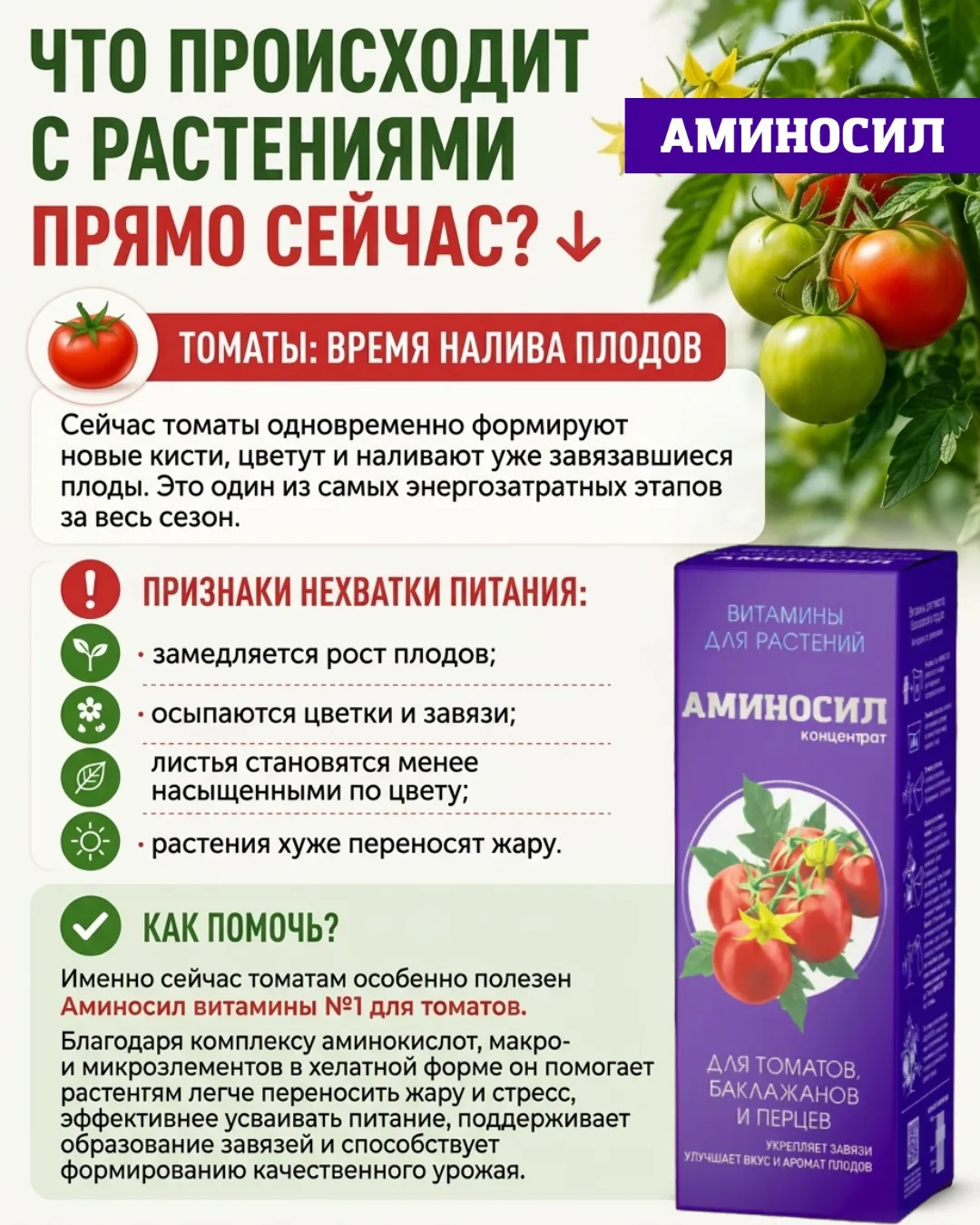 🌿 Середина июля: почему именно сейчас овощам, томатам и газону особенно нужна поддержка?