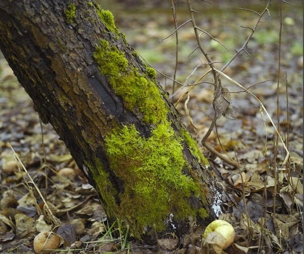 🍏 Мох и лишайник на яблонях — не приговор, а сигнал: дереву тесно, кора не дышит.