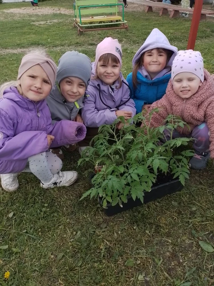 🍅 Посадка томатов.🙂