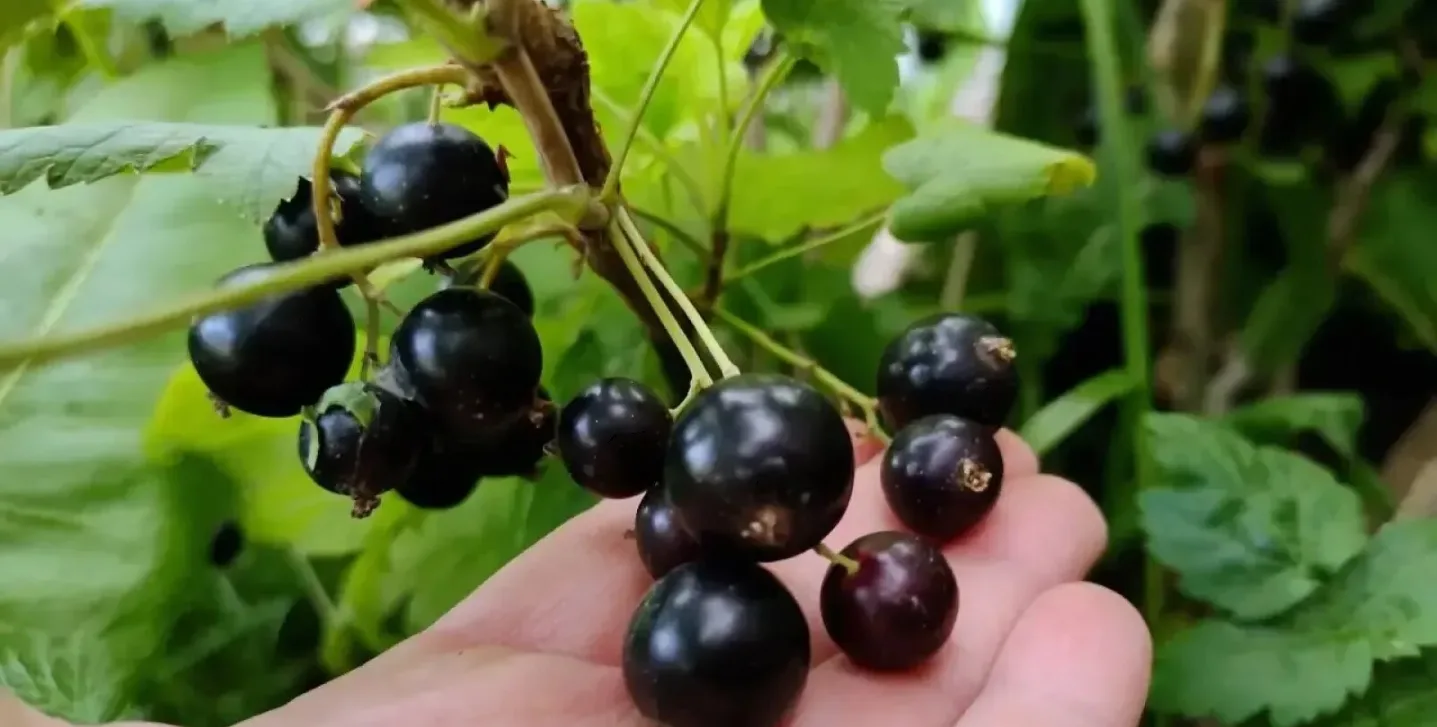 Подкормка смородины в сентябре: задел на крупные и сладкие ягоды 🍇