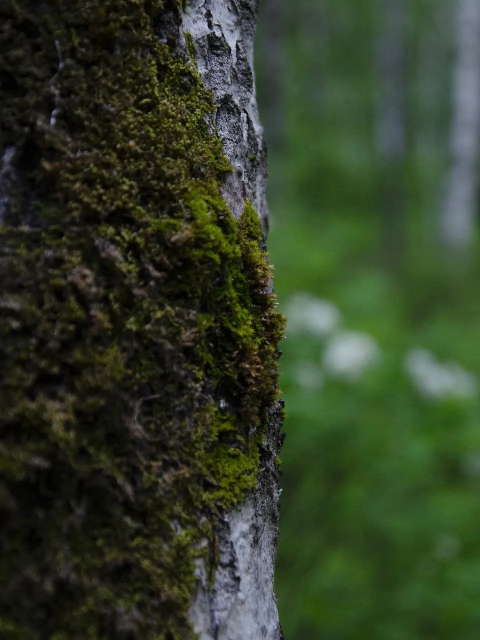 Ожившие Восточные Столбы после дождя 🌿🌧

Фото - Север в каждом

Красноярск Главный | Мы в МАХ