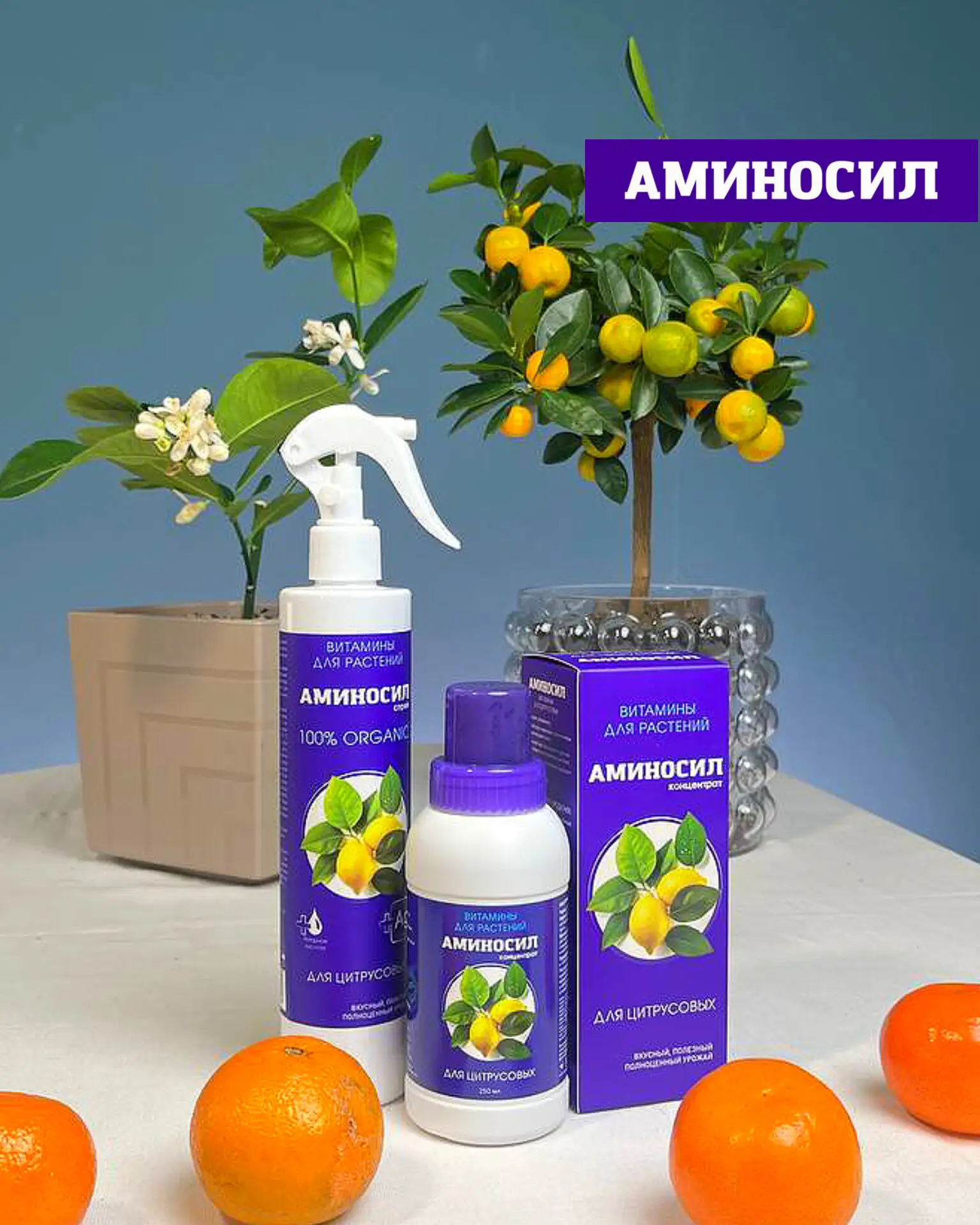 🍋 КОМНАТНЫЕ ЦИТРУСОВЫЕ: КАК НЕ УПУСТИТЬ ГЛАВНЫЙ ПЕРИОД РОСТА  Лето — ключевой этап для цитрусовых 🌿 