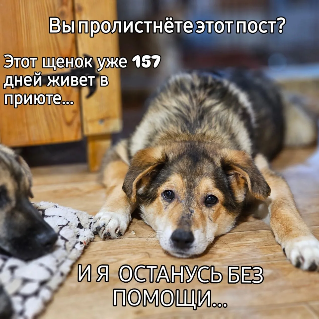 К сожалению четыре щенка так и остались в приюте. 
Троих с передержки увезли в периметр на этой неде