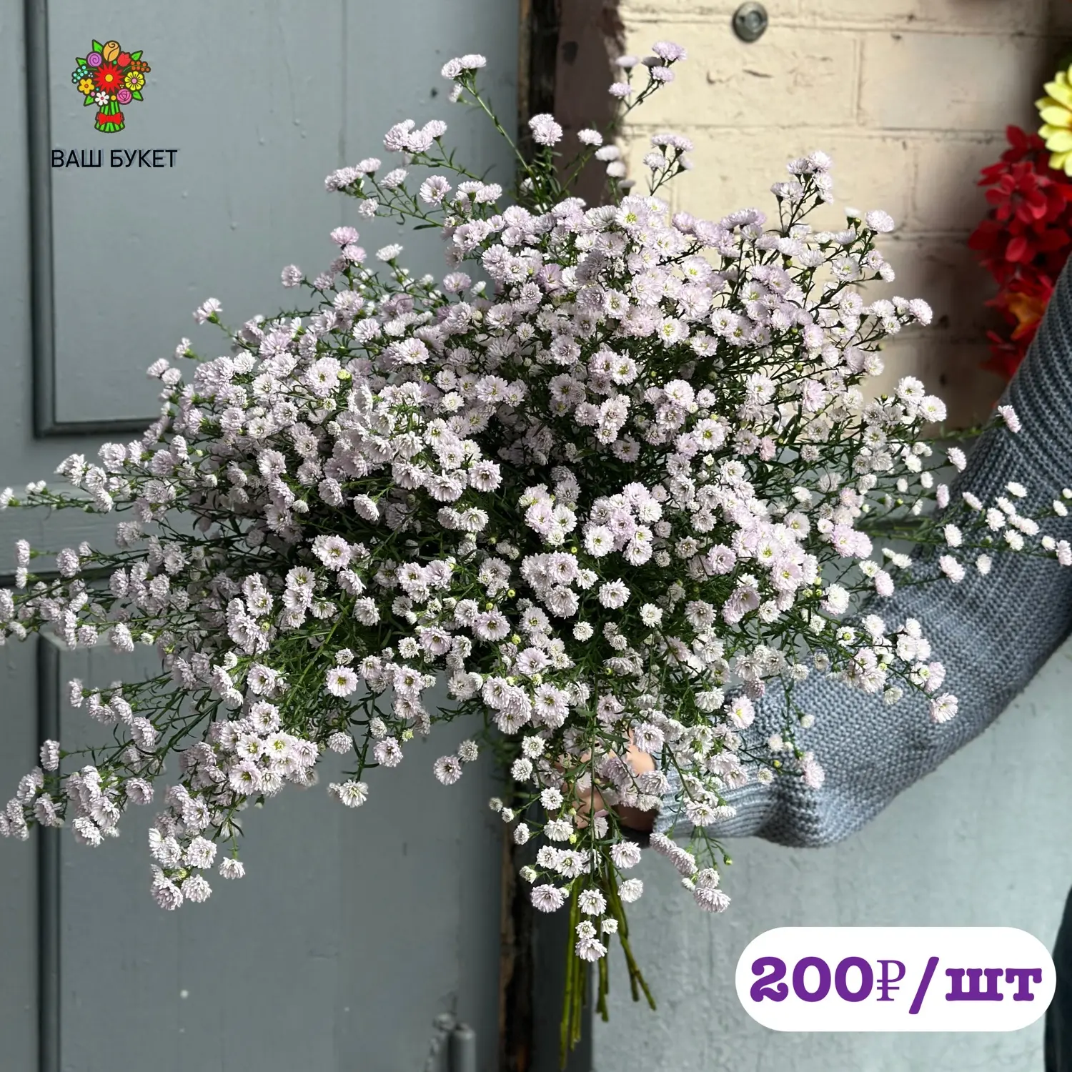 Астра 🌸