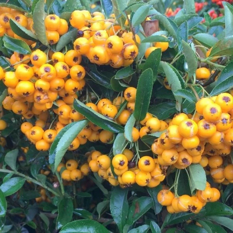 Огненная красотка Пираканта внесет в ваш сад осенние краски🧡❤️💛