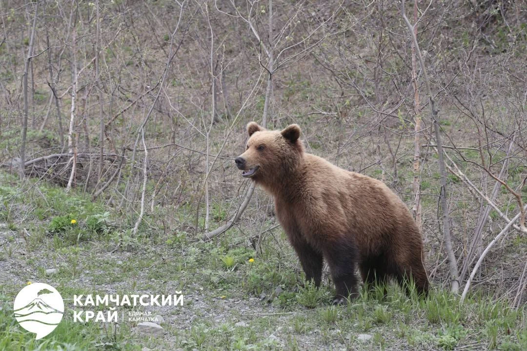 Власти Камчатки усилили меры безопасности из-за медведей