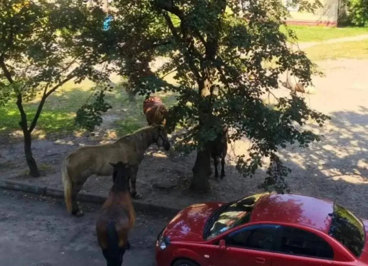 🐎 Табун лошадей оккупировал двор на Тельмана, 109Б

Прямо под окнами многоэтажки, среди припаркован