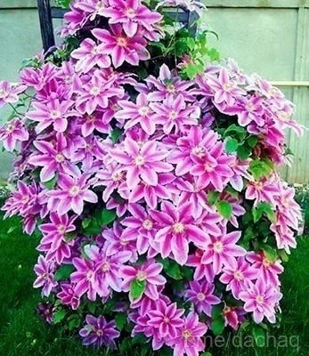 Клематисы 🌺
