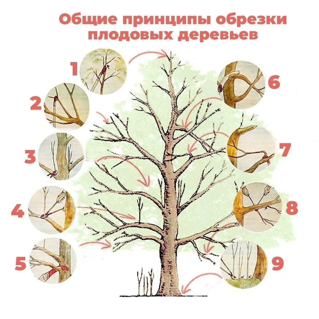 Полезная схема обрезки деревьев 🌳
⠀
🌱1. Подрезаем верхушечный побег, удаляя гусиные лапки.

🌱2. У