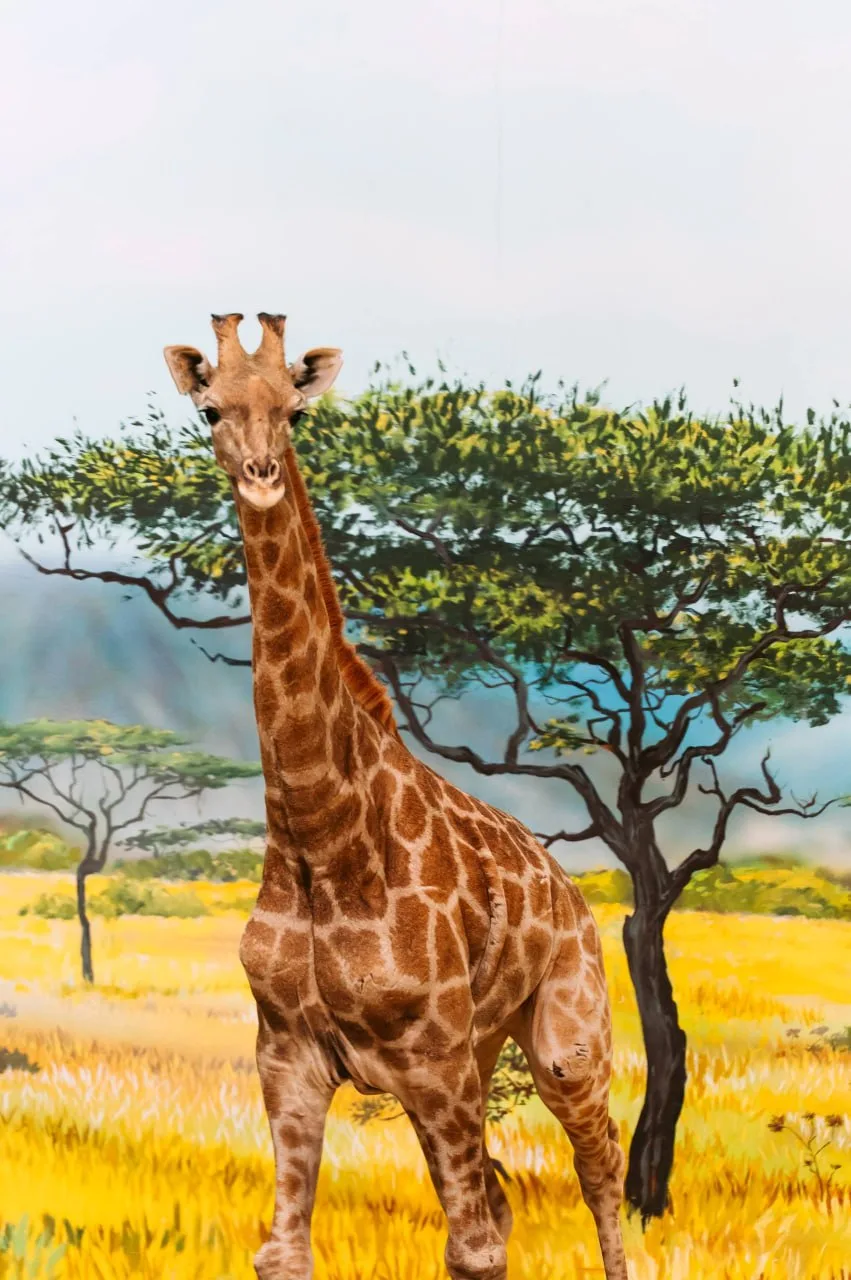 🦒 Казанский зооботсад рассчитывает получить потомство жирафов для других зоопарков