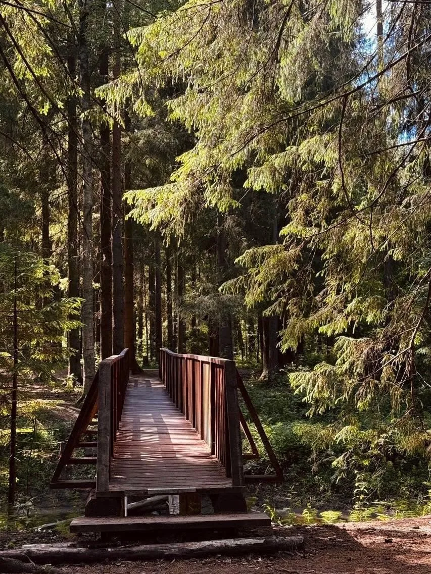 Панорамные виды с Еловых холмов🌲