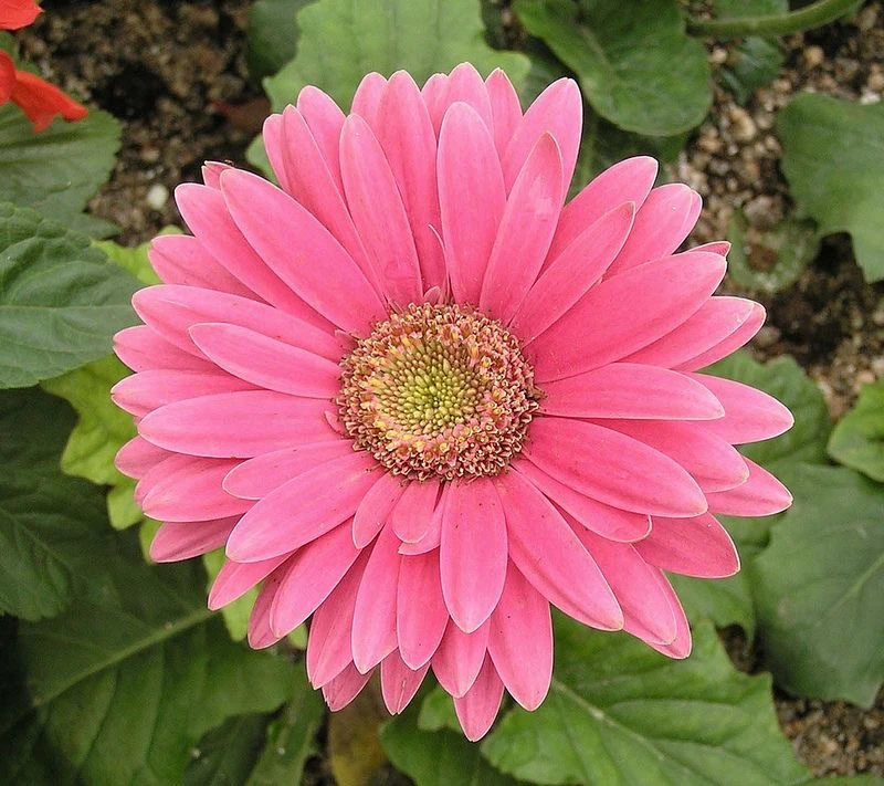 🌱 Гербера Джеймсони (Gerbera jamesonii): солнечная ромашка

Гербера в горшке радует крупными яркими