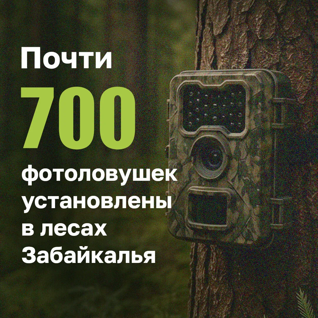 Фотоловушки помогают в борьбе с поджигателями в Забайкалье

В регионе действует особый противопожа