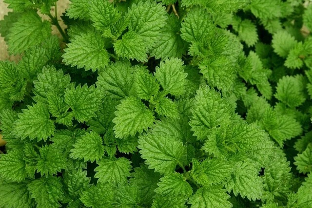 Настои из крапивы вместо ядов и пестицидов 🍃 

На основе крапивы можно приготовить средства, которы