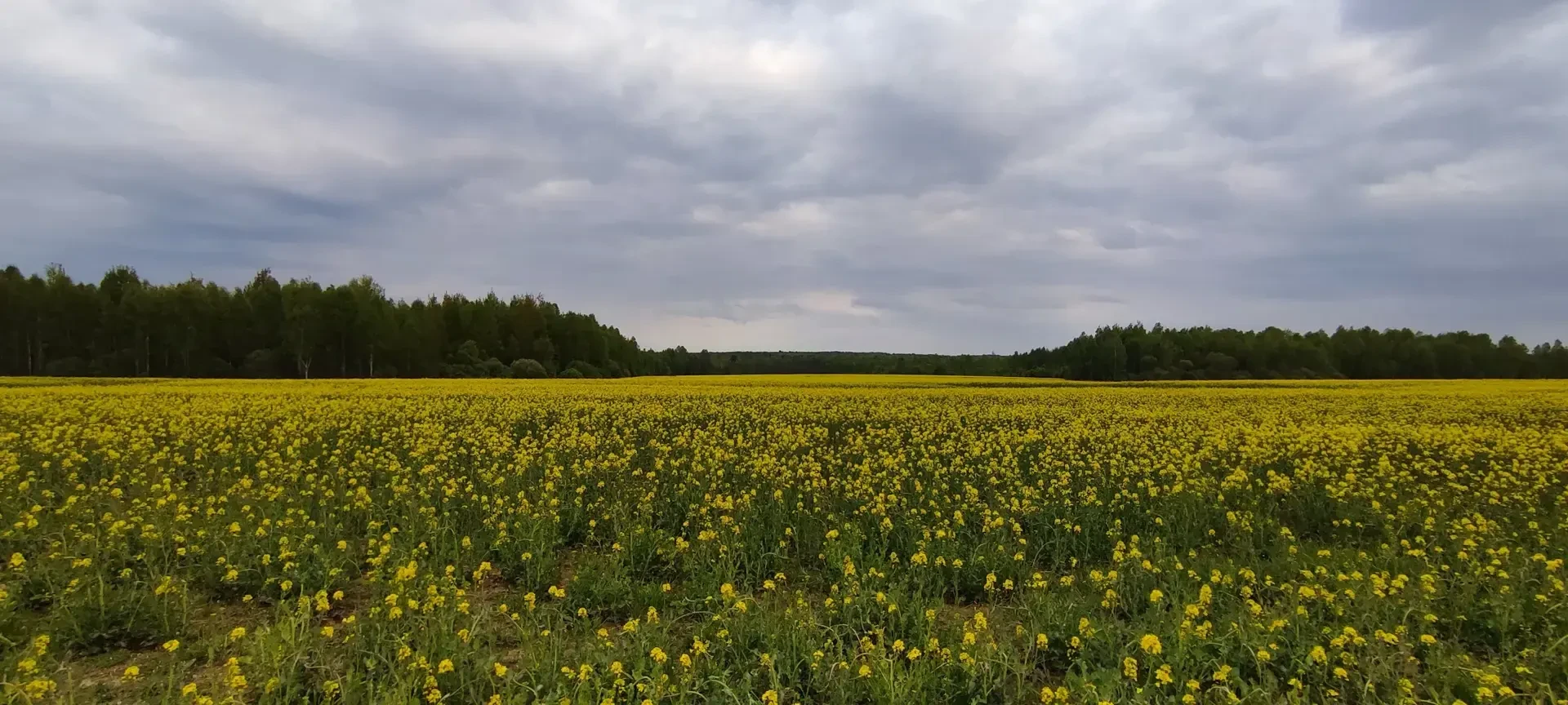 🌼 Золотое море Жиздринского округа: рапсовые поля во всей красе!