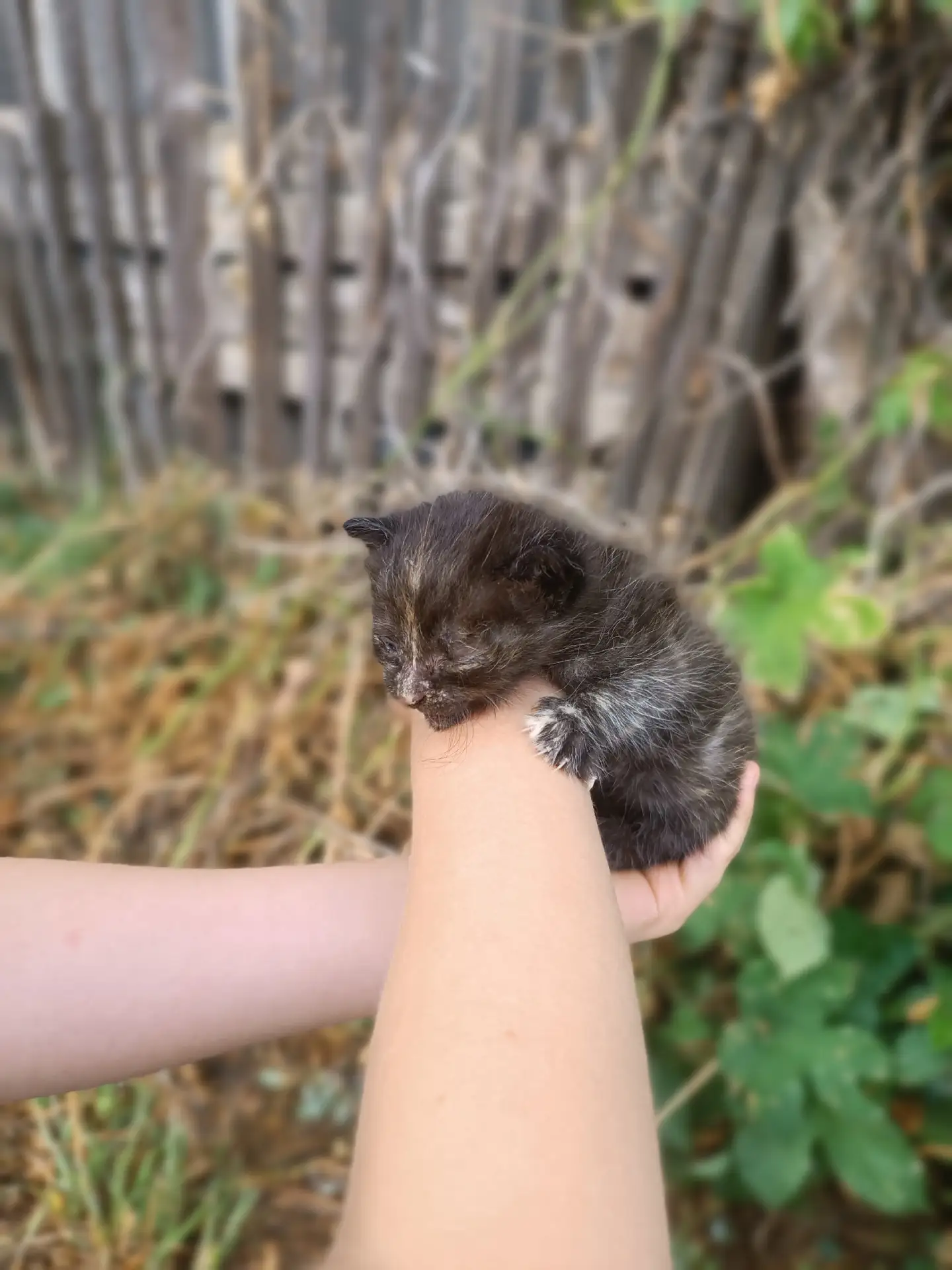 Нелюди оставили совсем крошечного котенка на улице. Сам даже не ест. Себе оставить не м...