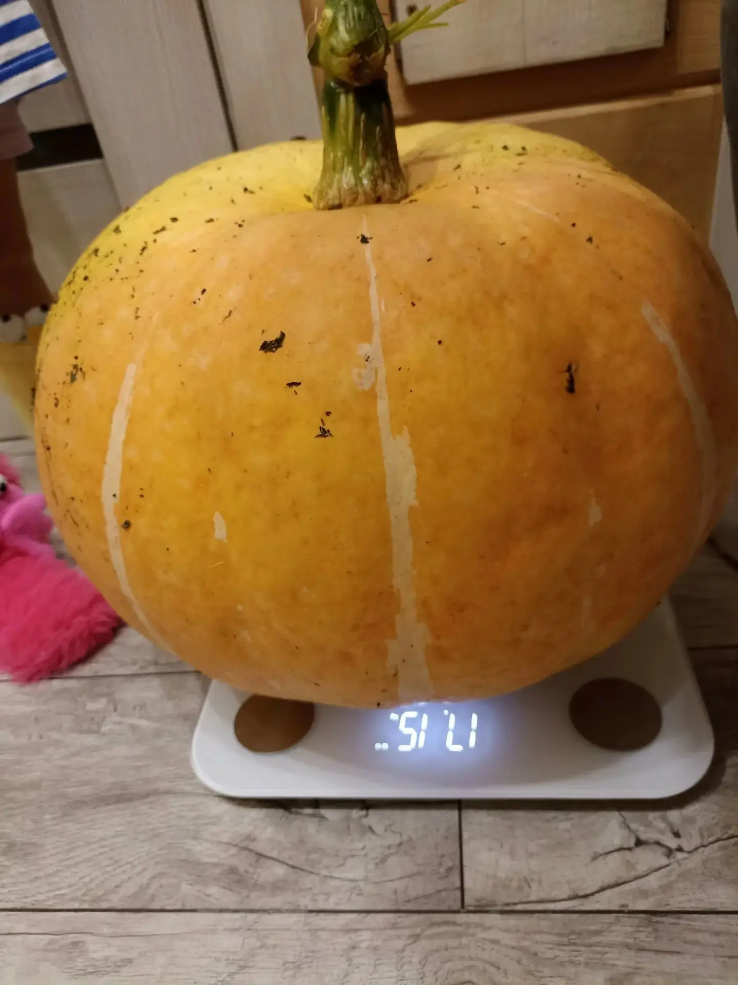 🎃 Наша подписчица из Орехово-Зуева вырастила тыкву-гиганта