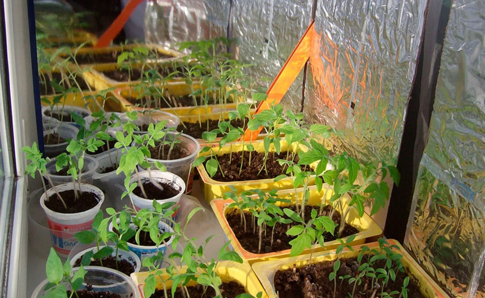 Простой кусок фольги спасет вашу рассаду от вытягивания 🌱 🌱 🌱     Часто причина слабой, вытянутой ра