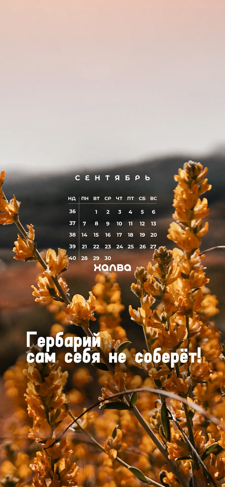 Сентябрь, давай договоримся: ты балуешь нас солнечными днями, а мы встречаем осень с ра...