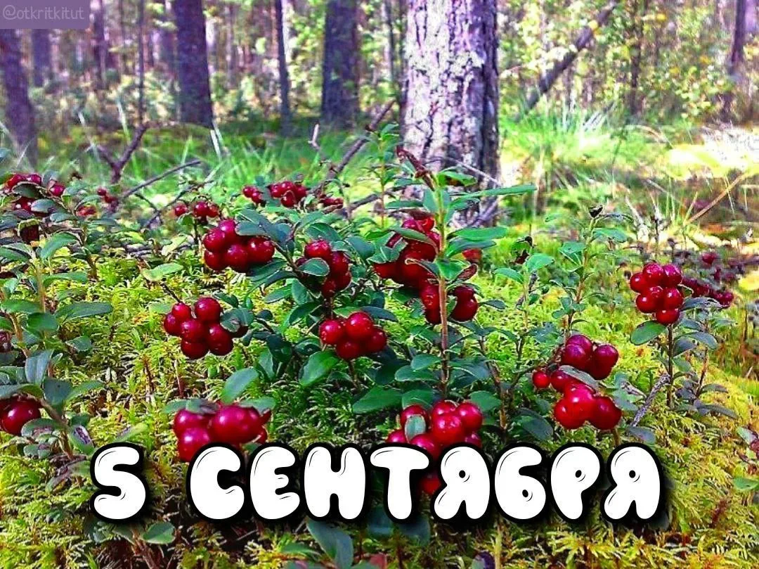 Праздники 5 сентября 🗓️