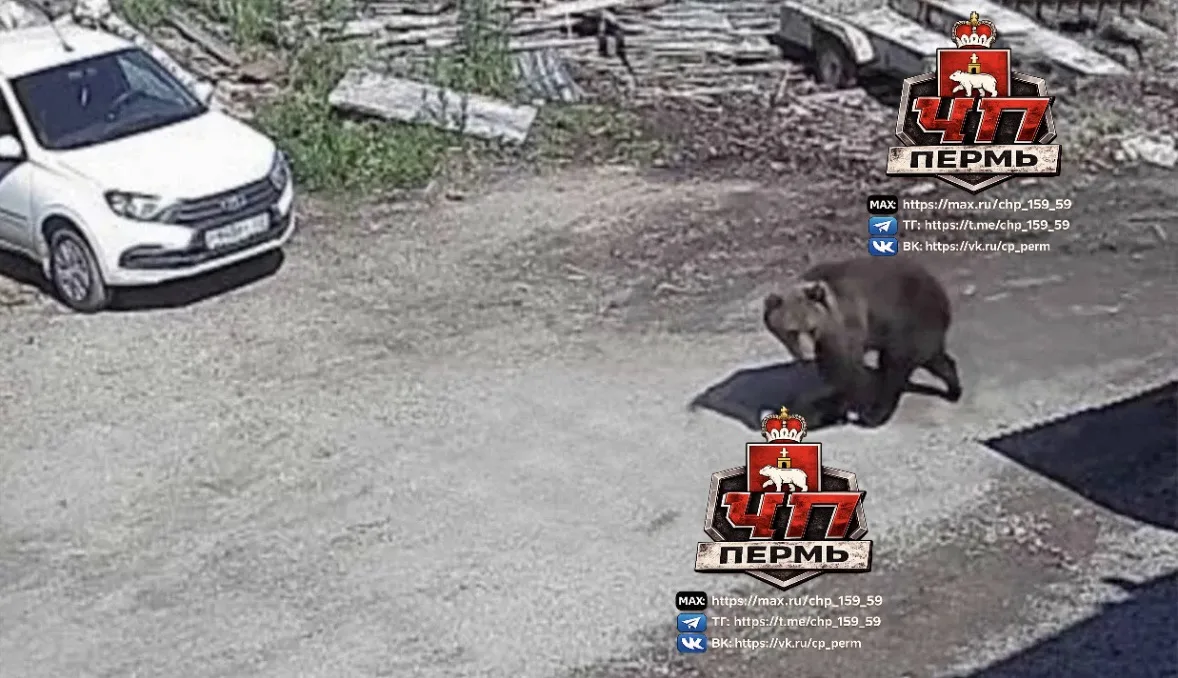 🐻В Соликамске медведь вышел к домам
