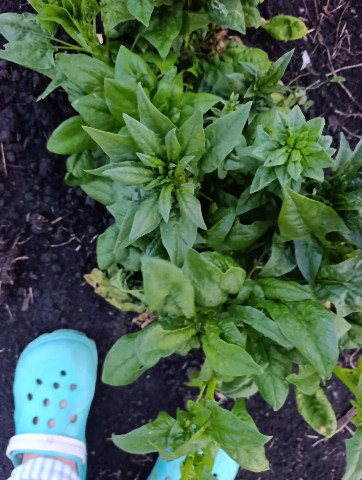 захотелось омлета с шпинатом 😋