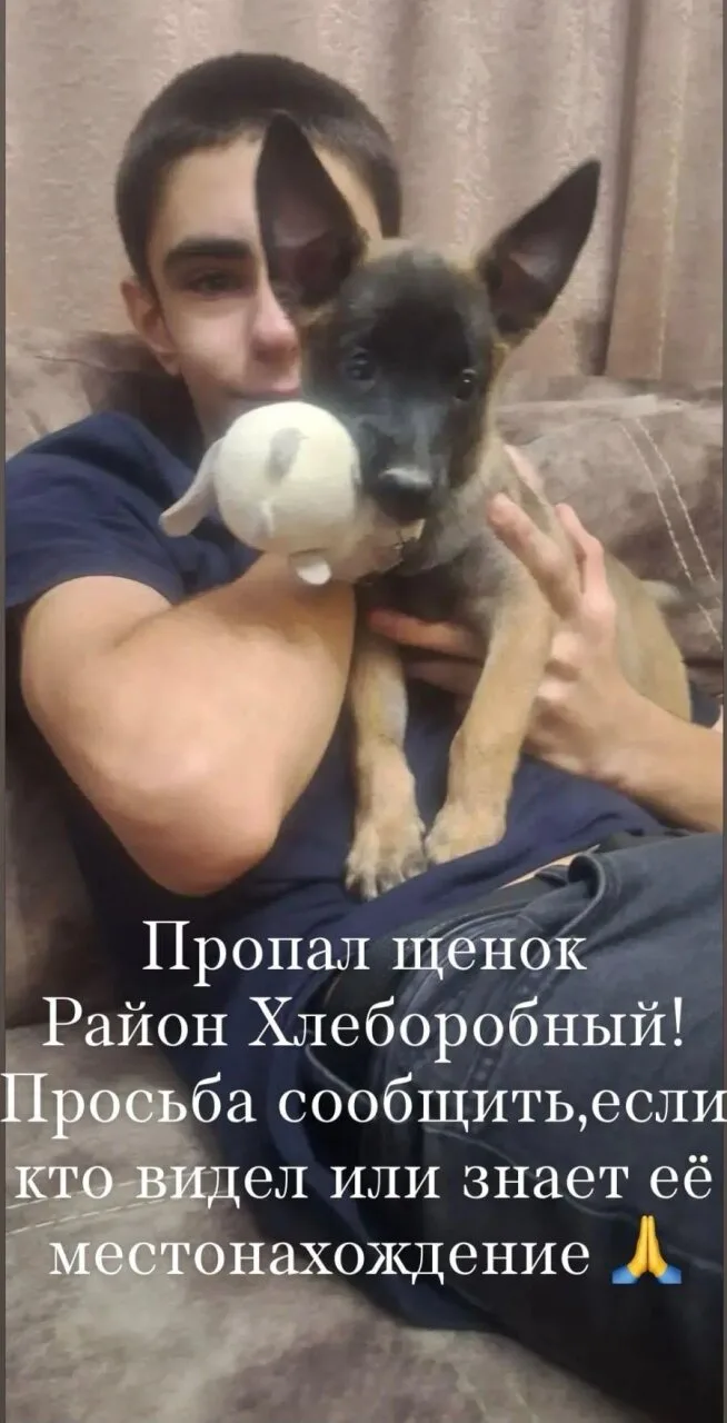 Пропал щенок, вчера был щенок на аллее  (7 ШКОЛА). Просьба придержать у себя, если кто ...