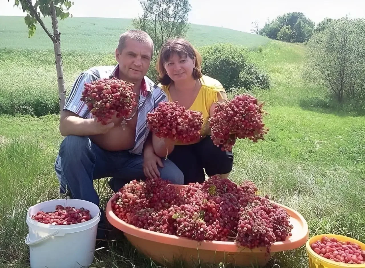 Лесная клубника на Урале!🍓 Как Вам? 😍